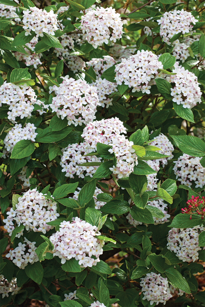 Mohawk viburnum