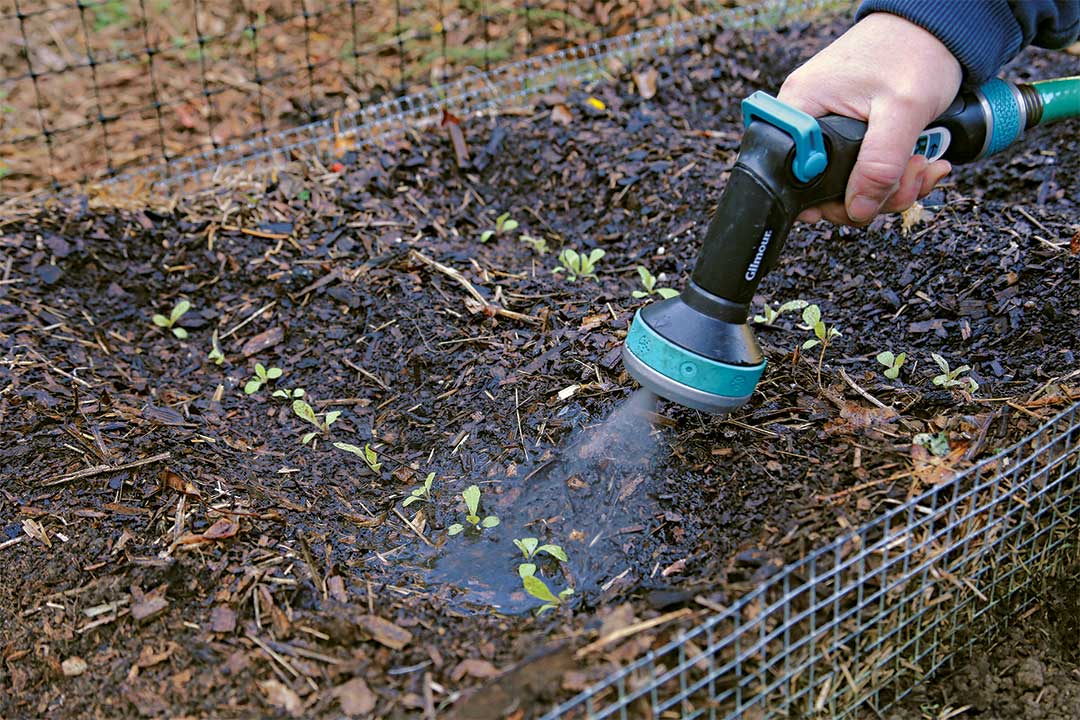 Watering seeds.