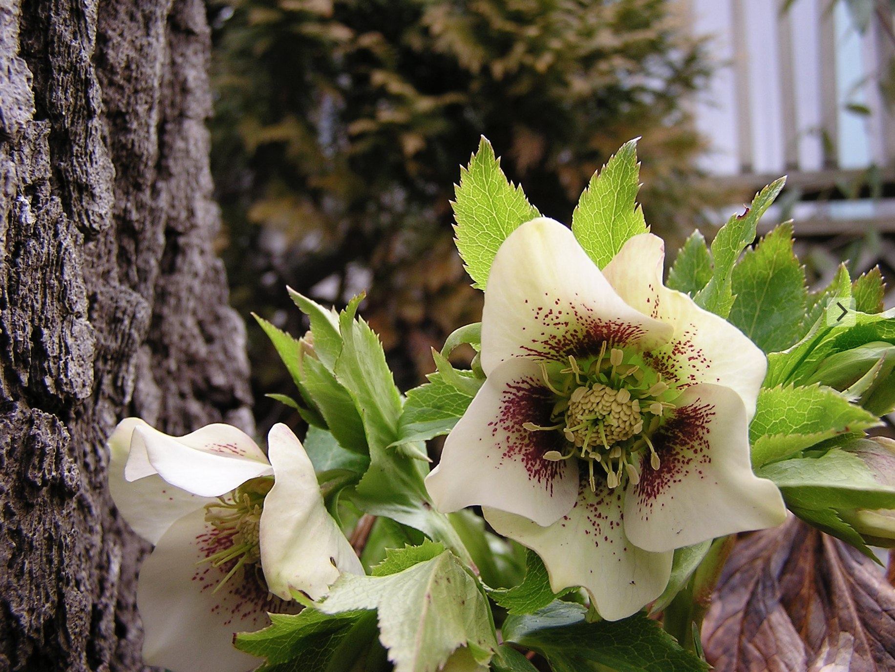 hellebores