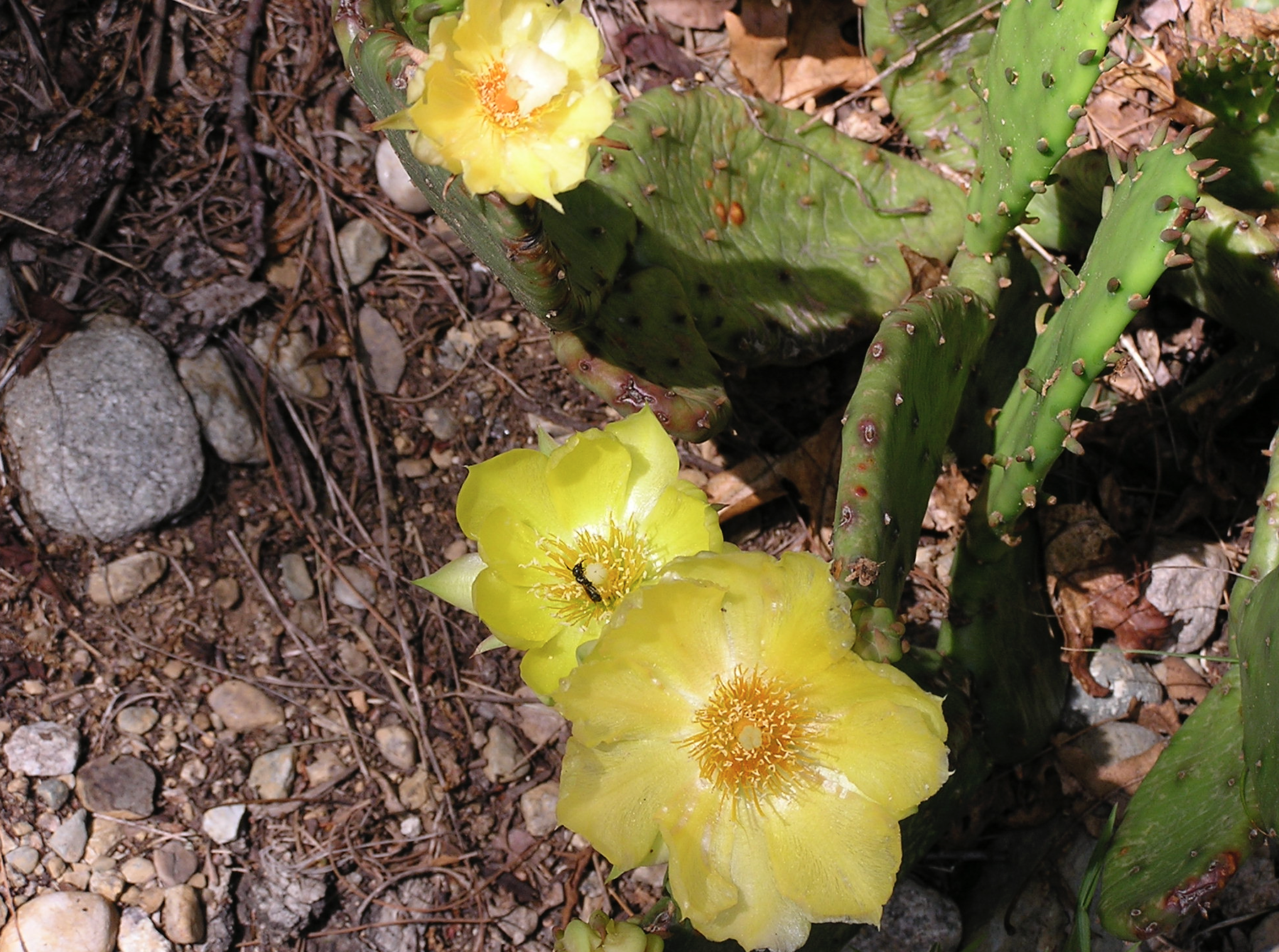 prickly pear cactus