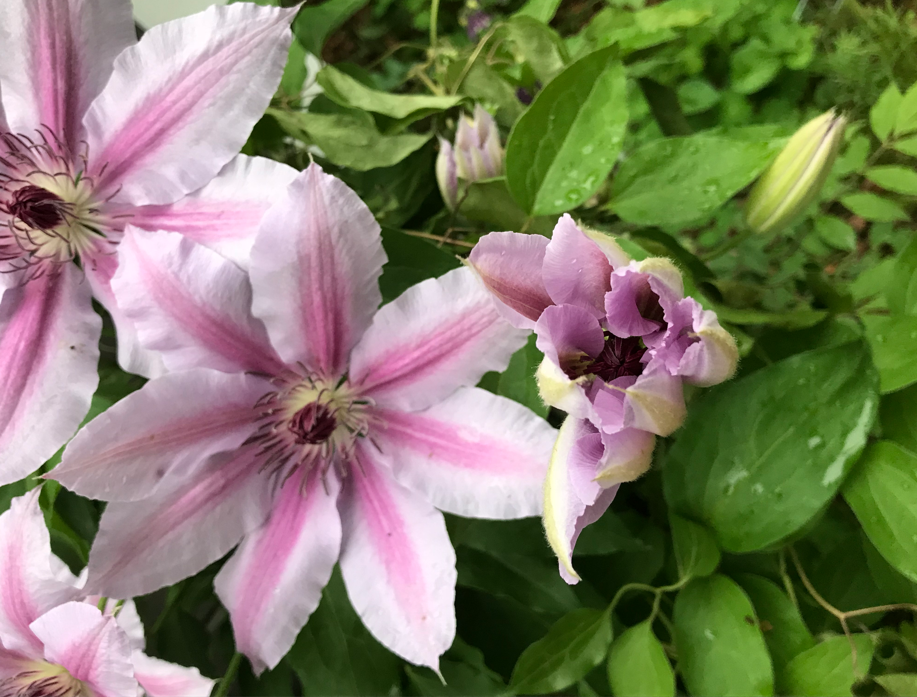 clematis bud