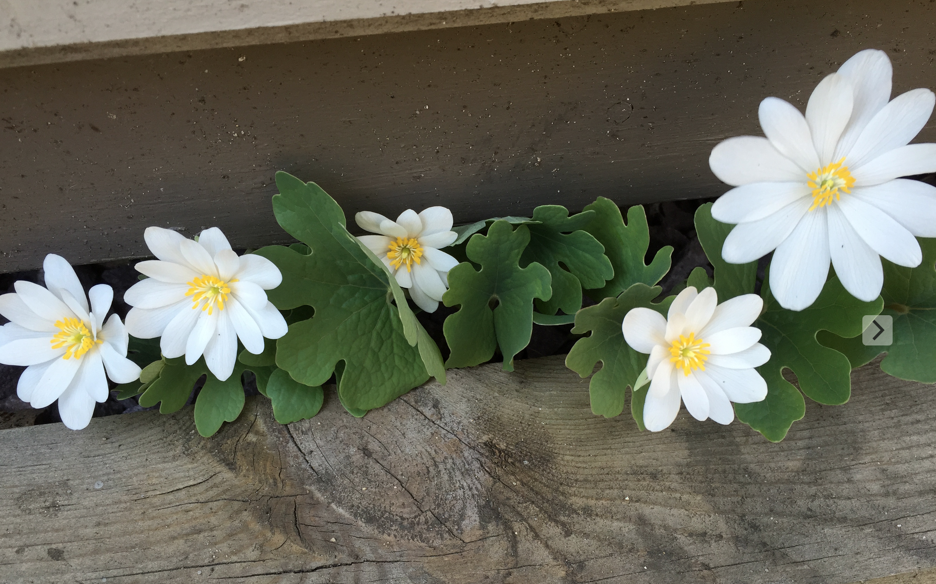 Bloodroot