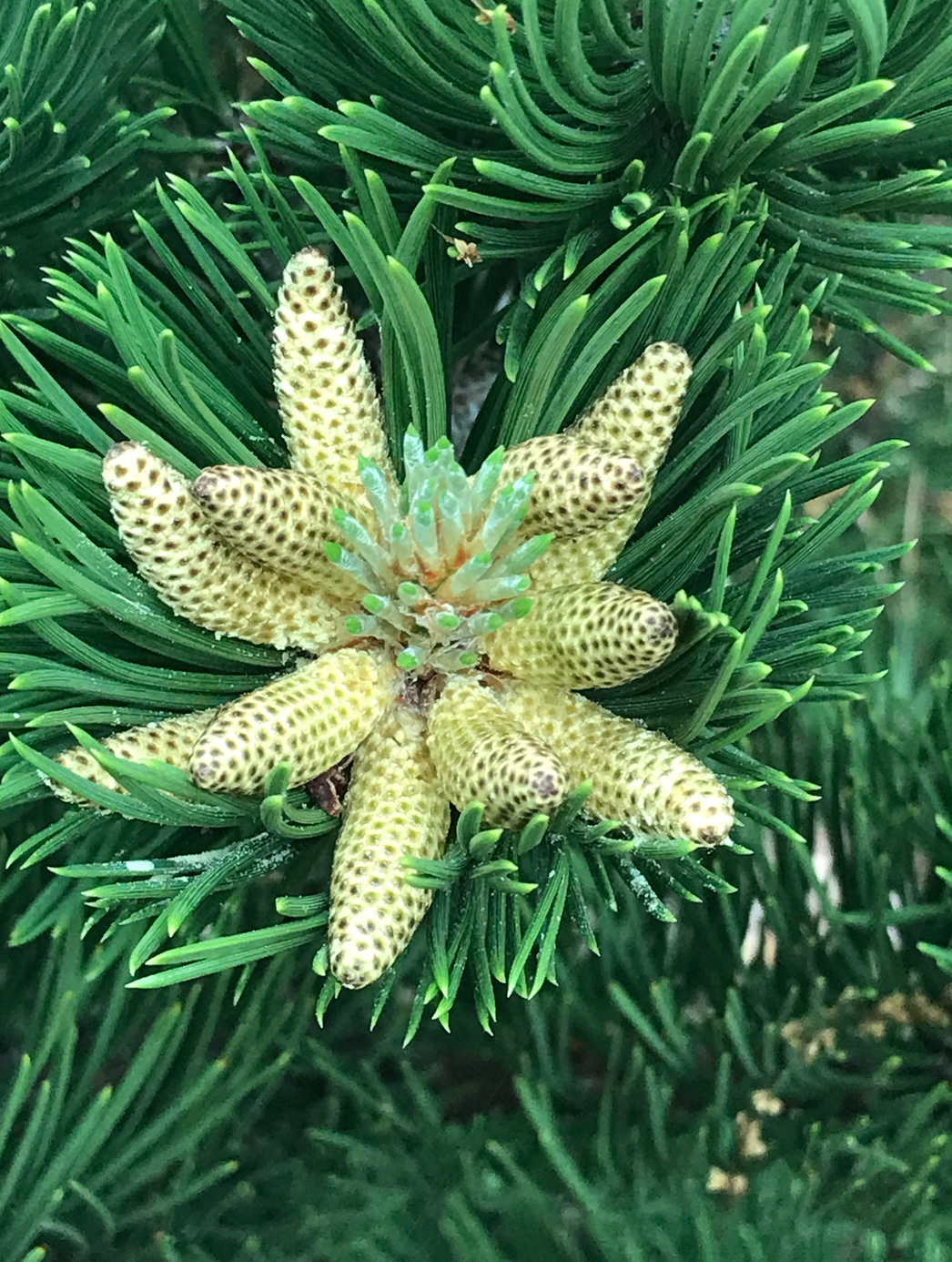 Austrian pine ‘Oregon Green’