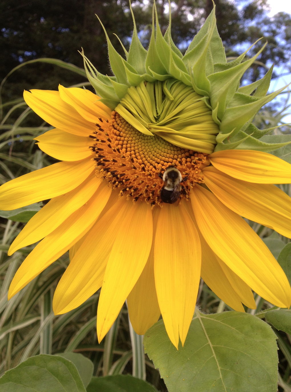 sunflower