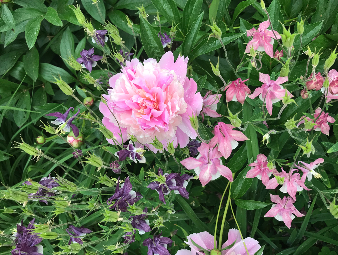 columbines