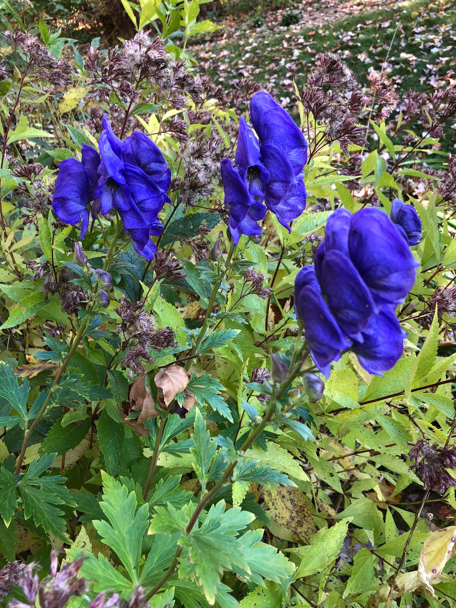 Monkshood