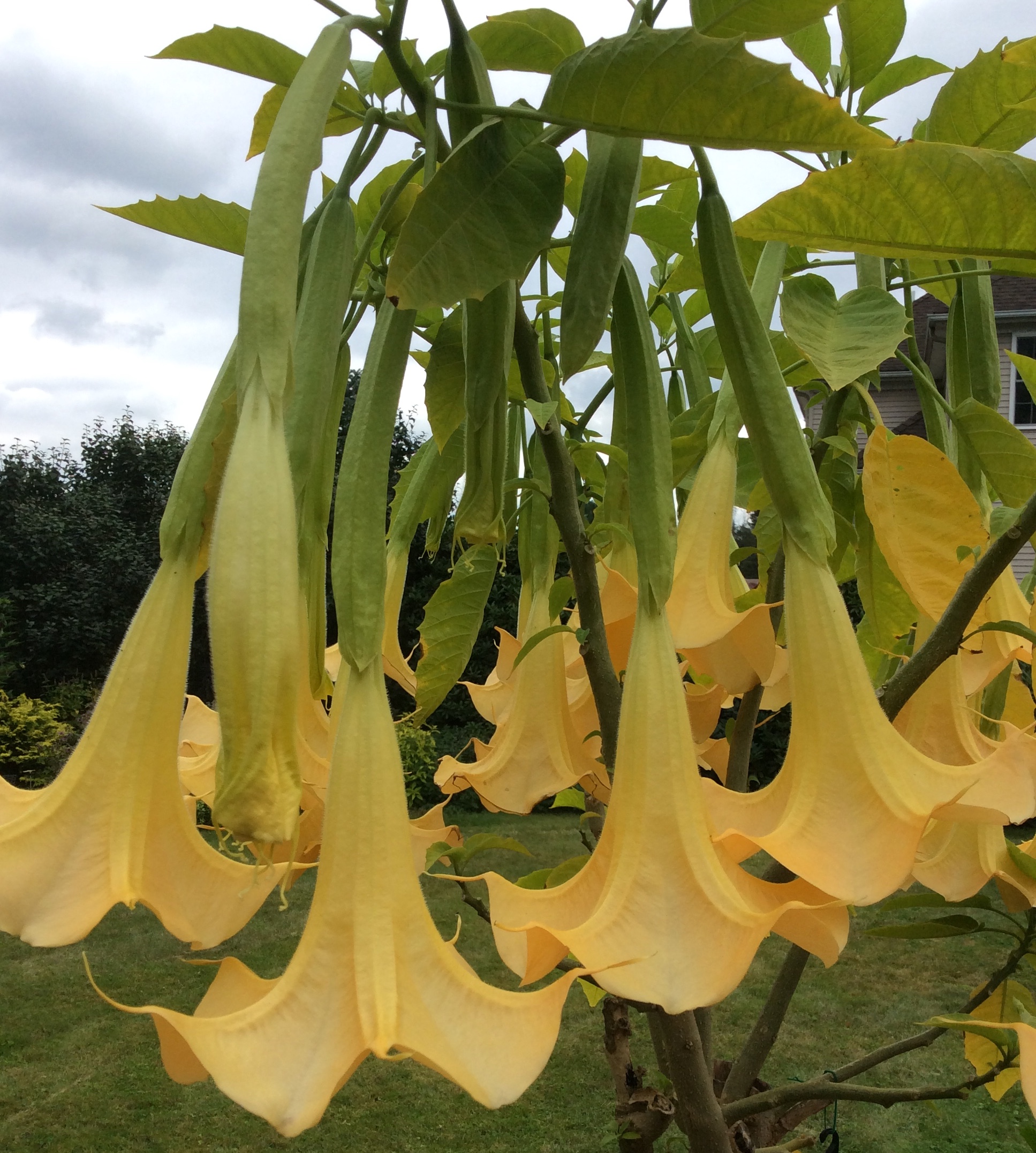 Angel trumpet