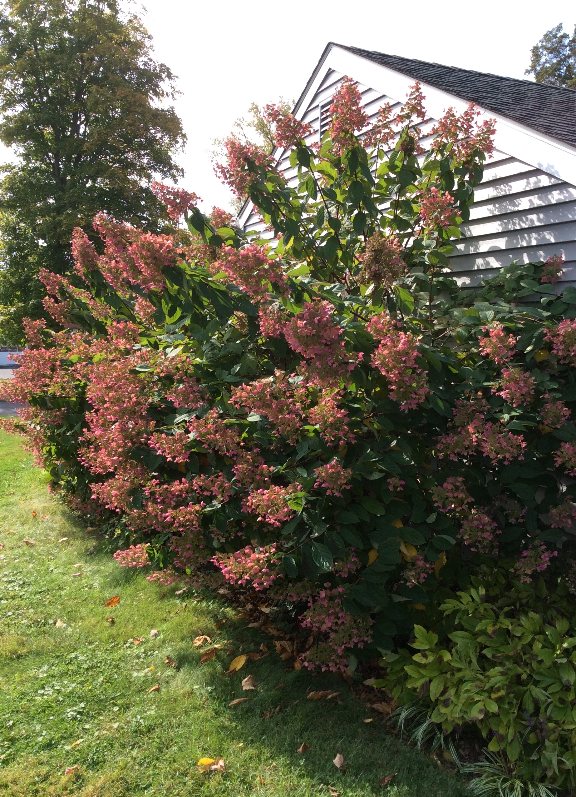 Hydrangea paniculata ‘Pink Diamond’