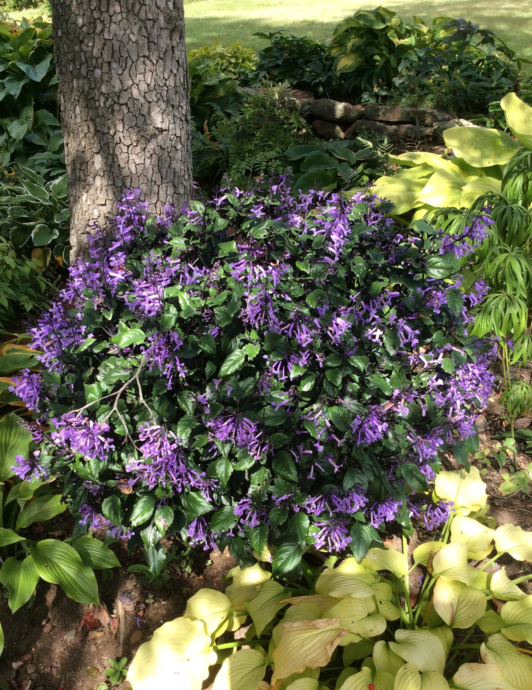 Plecthrantus ‘Mona Lavender’