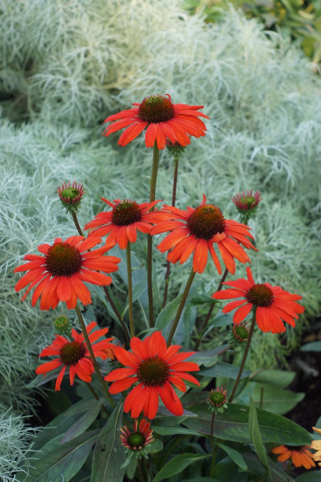 Echinacea ‘Kismet Intense Orange’