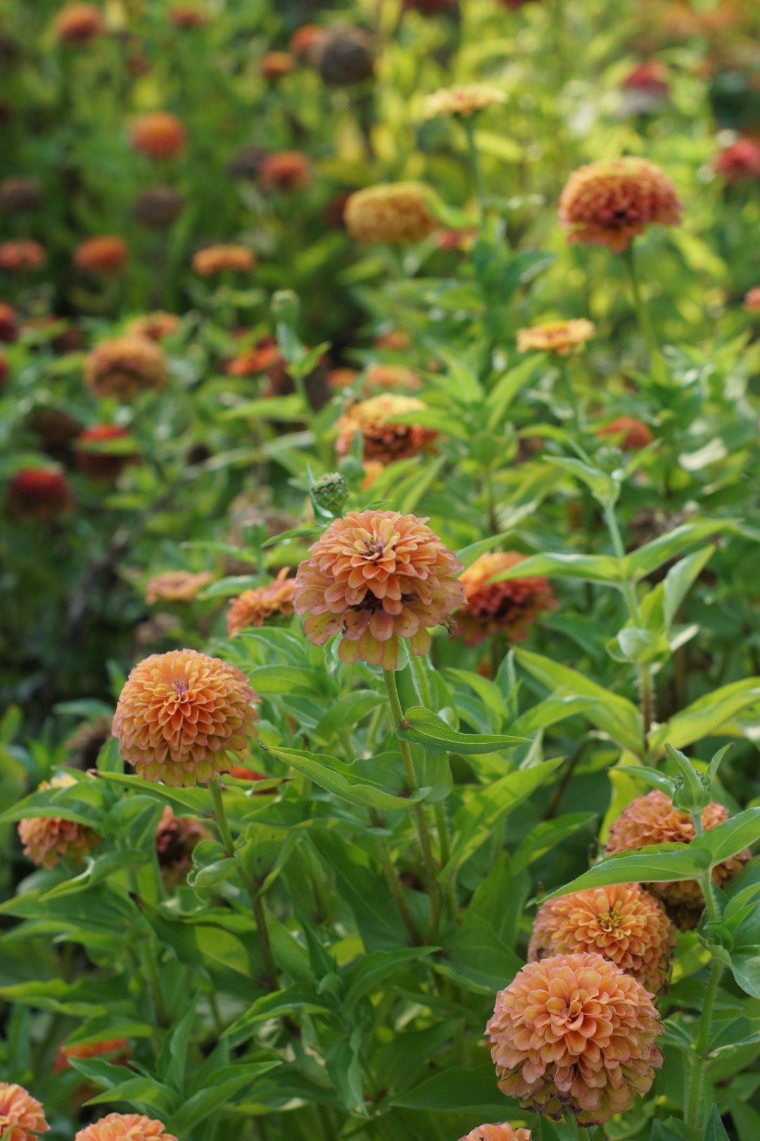 Zinnias