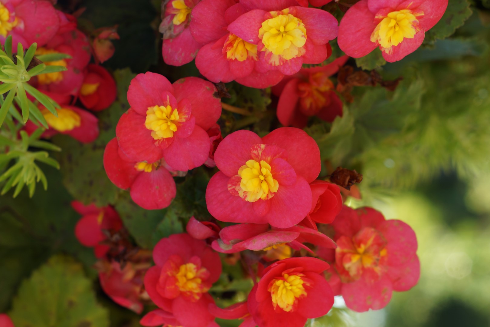 begonias close up