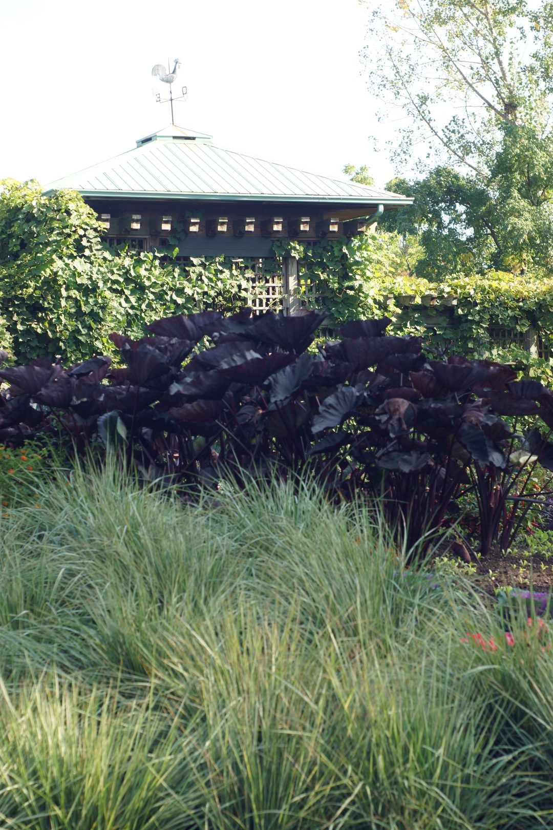 dark-leaved elephant ear