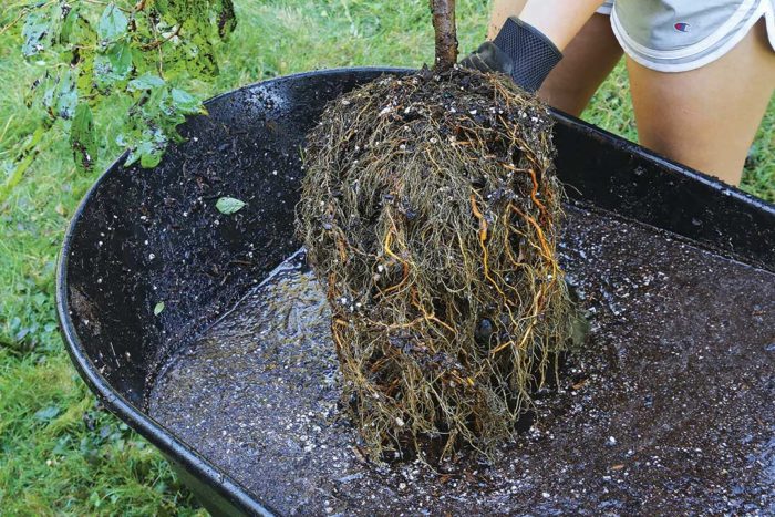 Root Washing: Why and How to Wash Roots - FineGardening