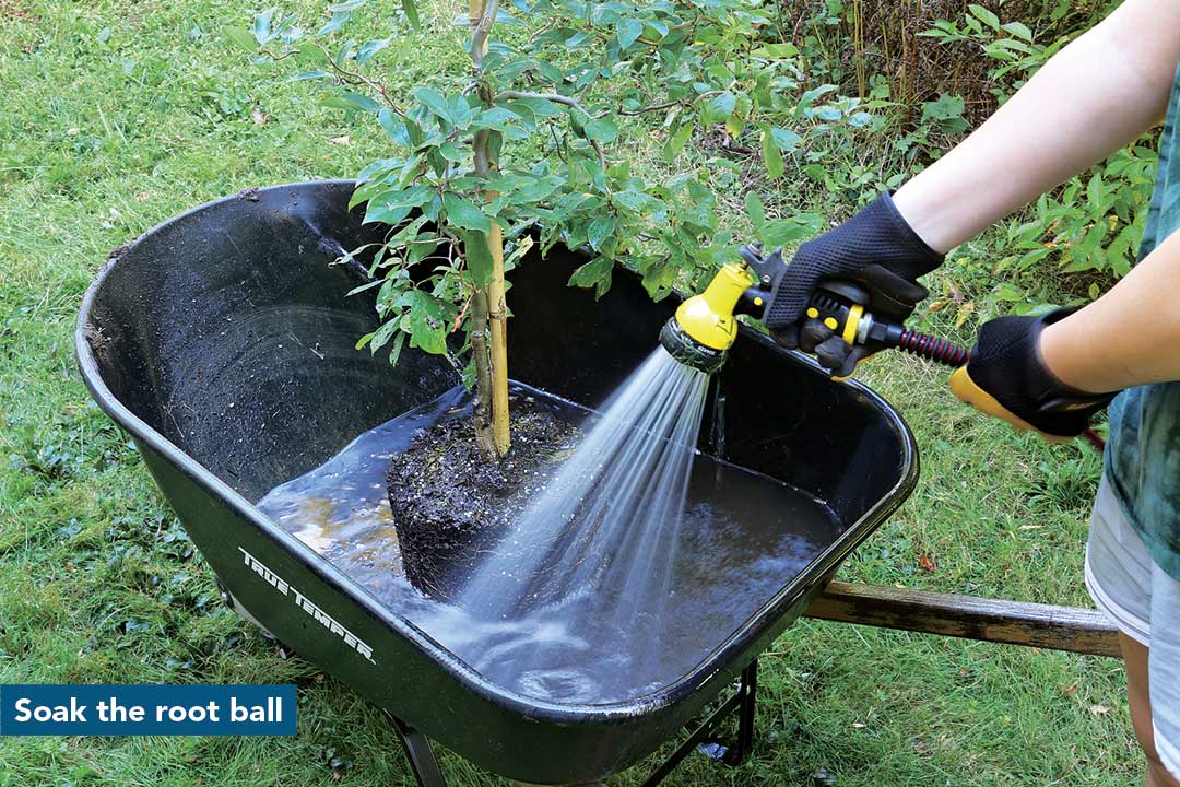 Soak the root ball