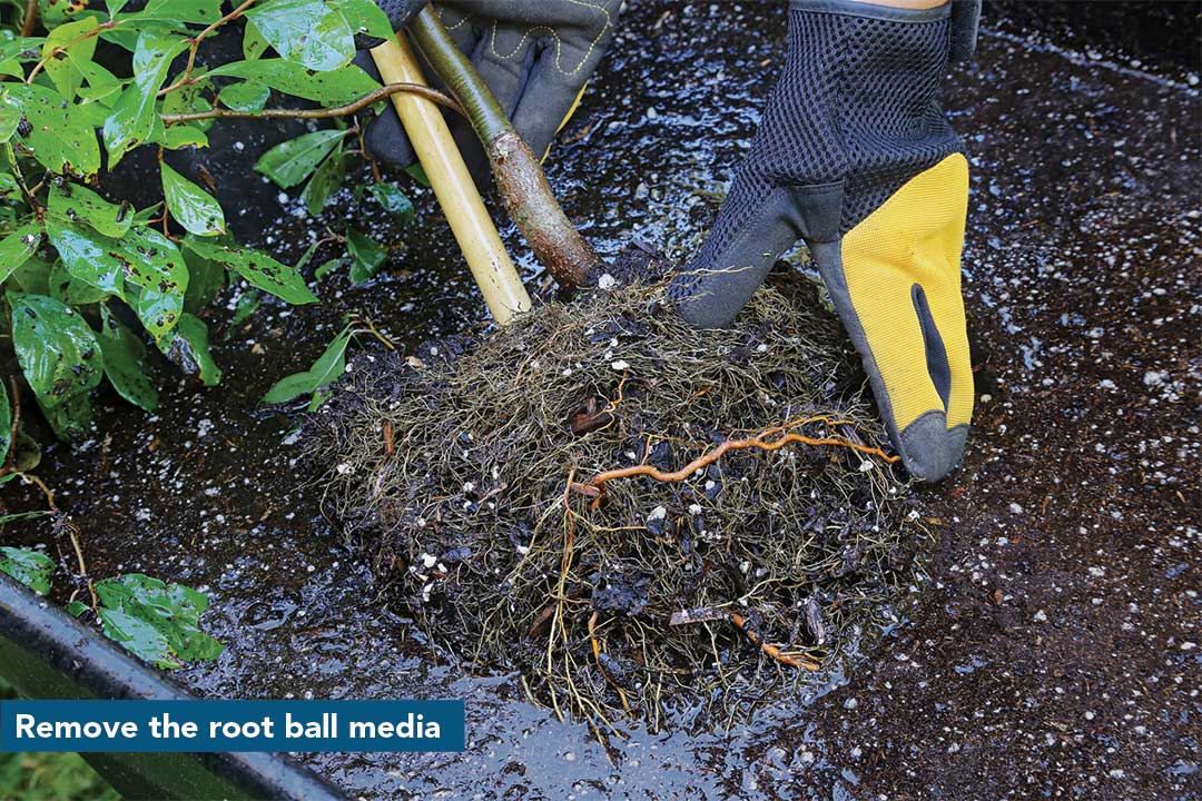 Remove the root ball media