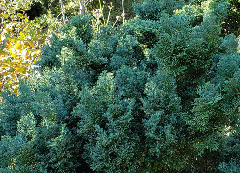 ‘Split Rock’ hinoki cypress