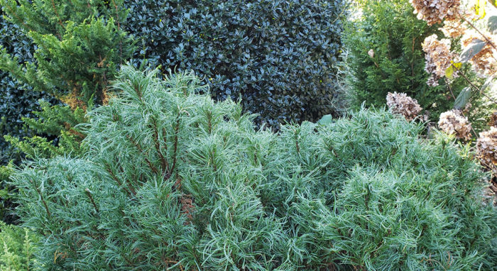 contorted dwarf Eastern white pine