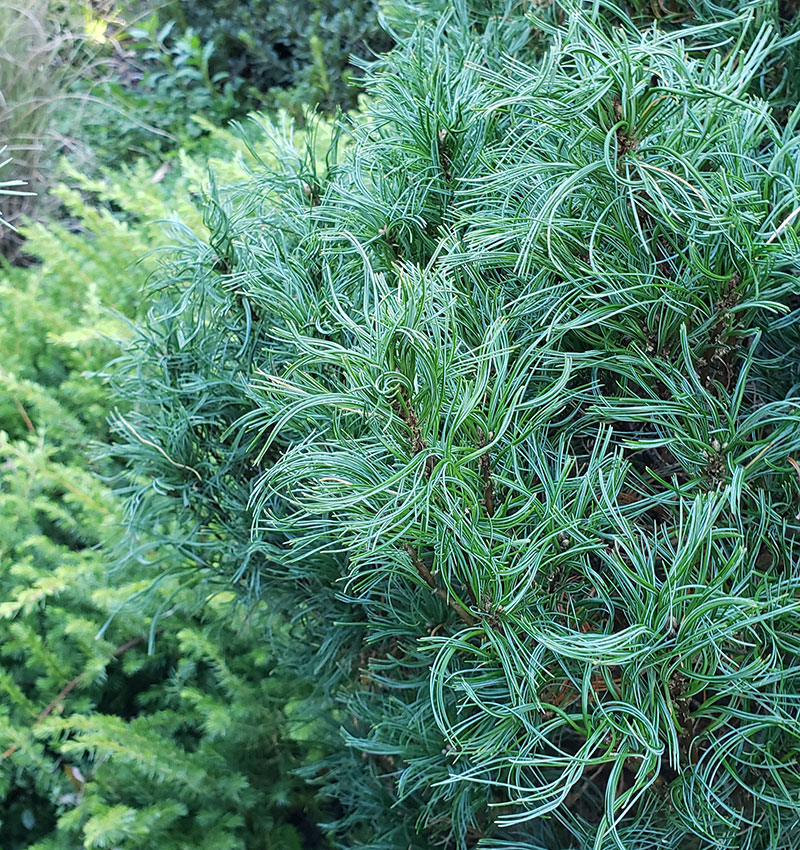 Weeping Dwarf Conifers