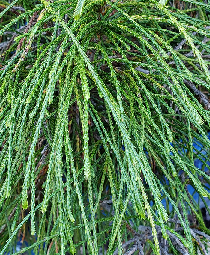 ‘Whipcord’ Western cedar