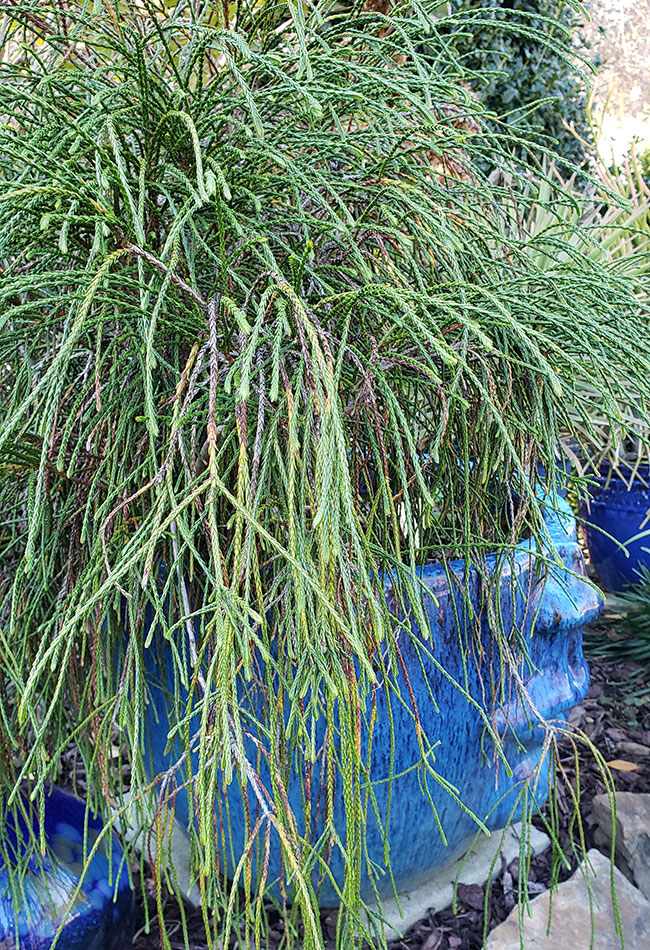 ‘Whipcord’ Western cedar in a pot