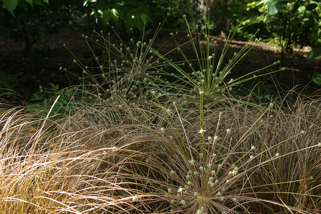 alliums