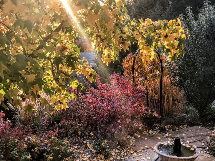 late autumn in the garden