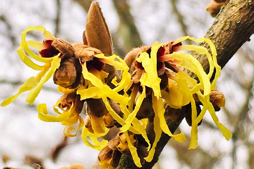 witch hazels in bloom