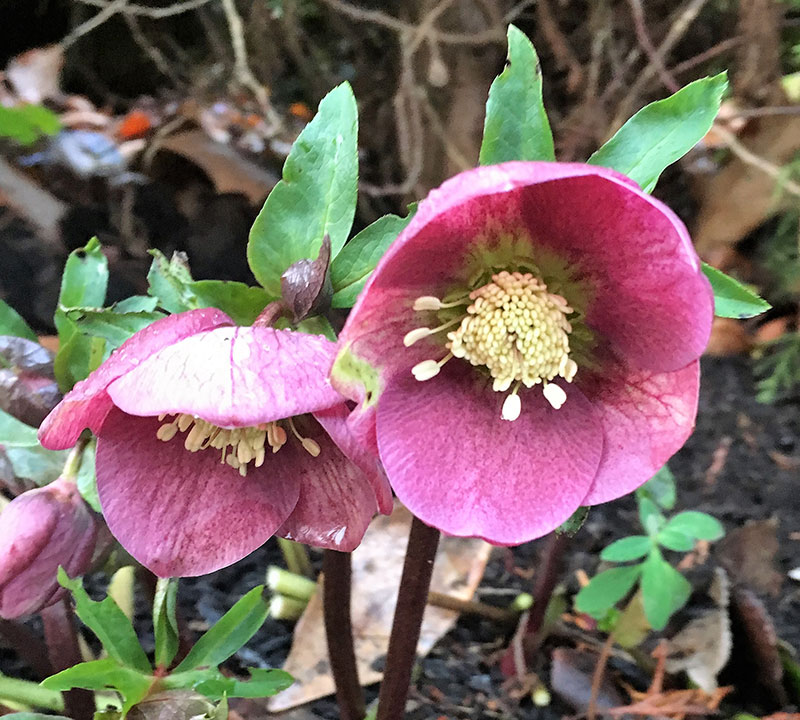 Hellebores