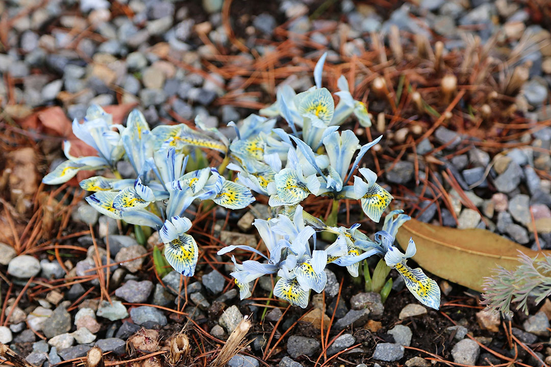 ‘Katharine Hodgkin’ reticulata iris