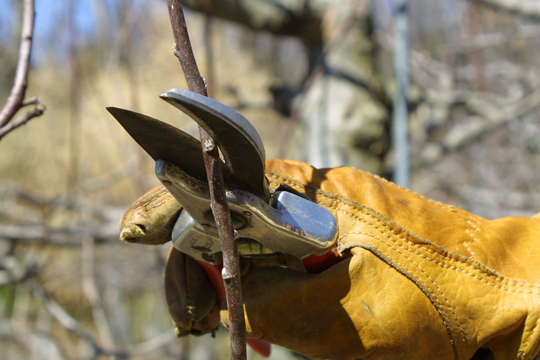 winter pruning