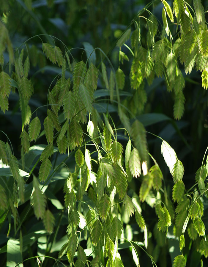 inland sea oats