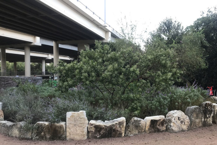 rain garden