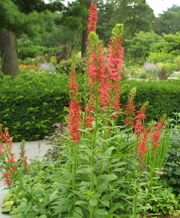 Cardinal flowers