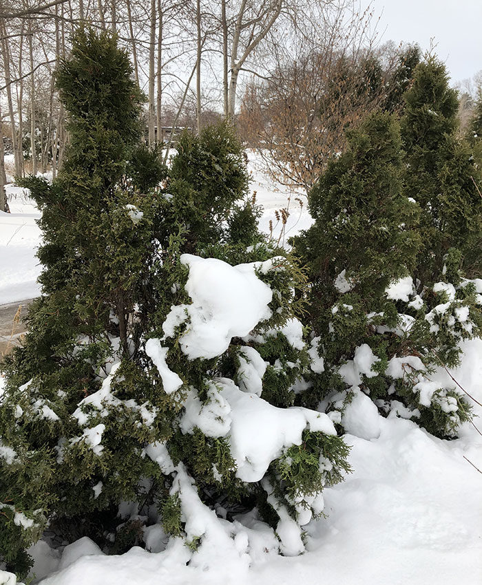 snow on evergreens