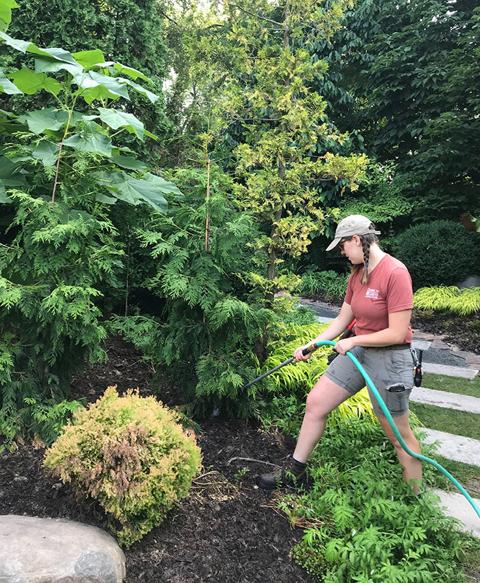 watering evergreens