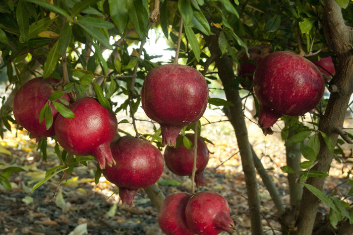 Picking time for pomegranates differs with variety, Home and Garden