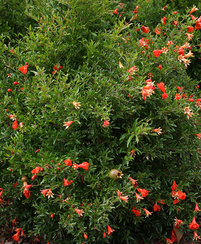 dwarf pomegranates