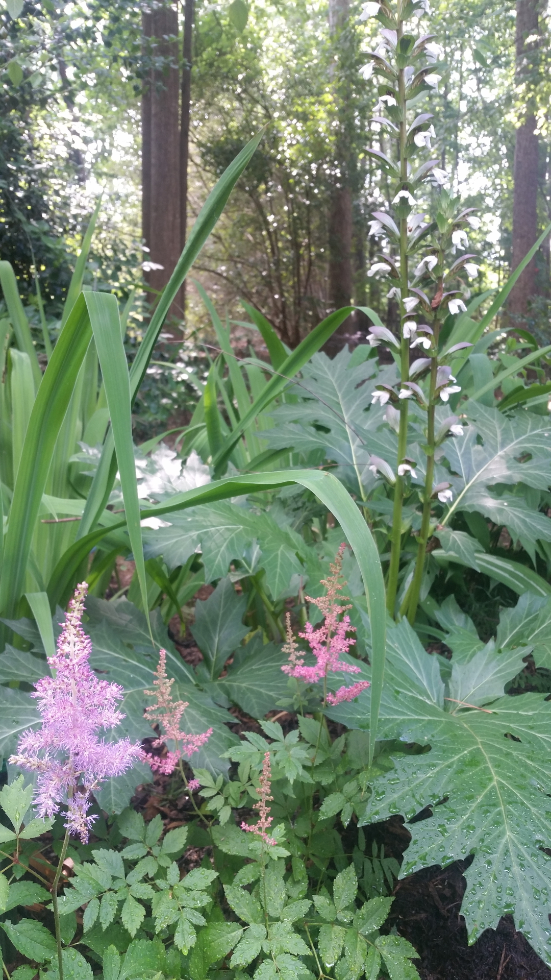 astilbes