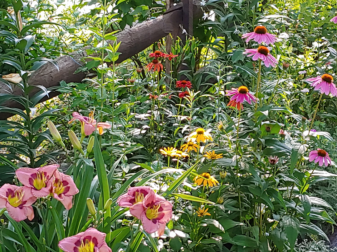 pink daylily