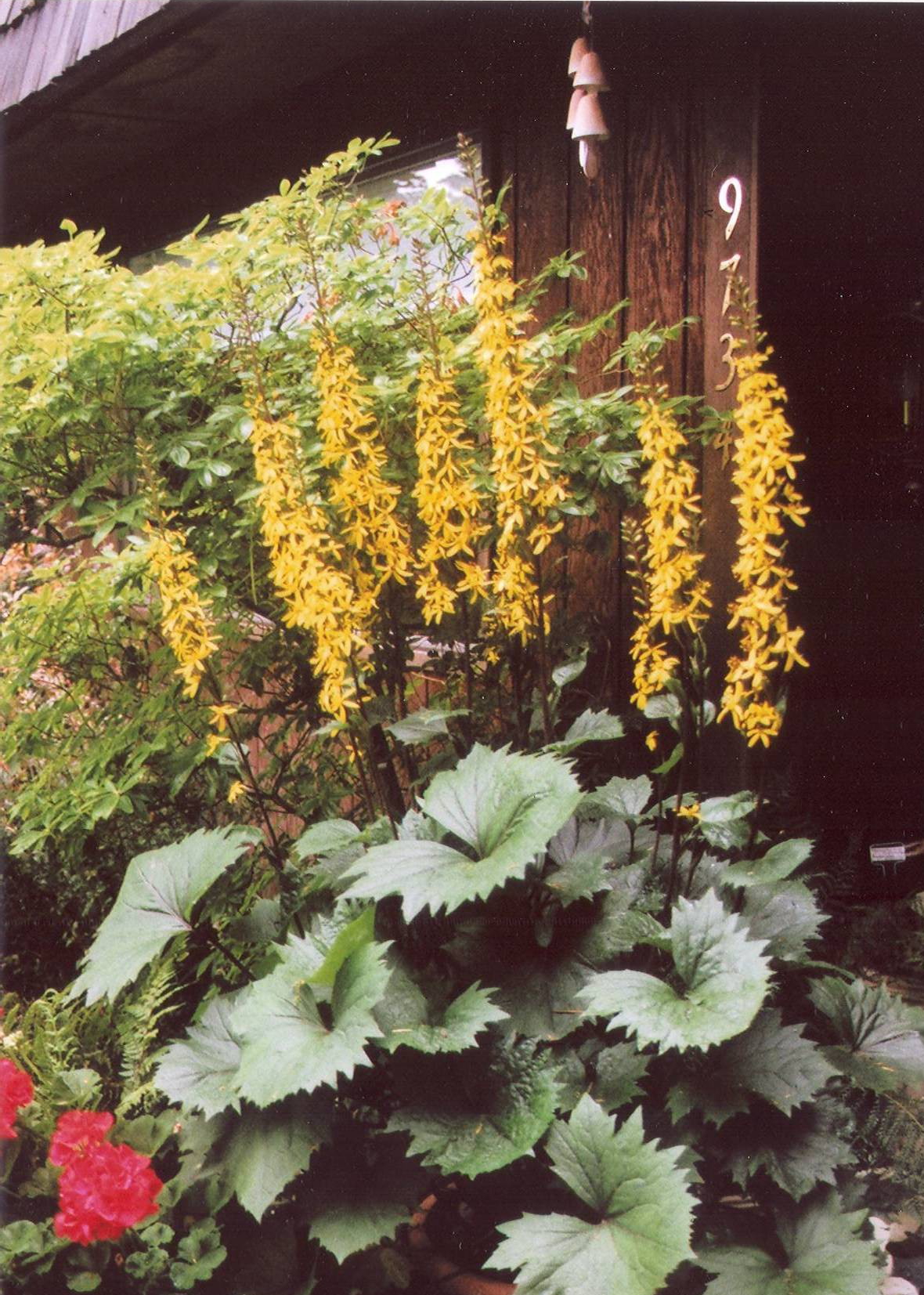 Ligularia ‘The Rocket’