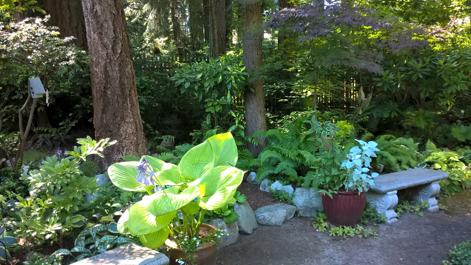 potted hosta