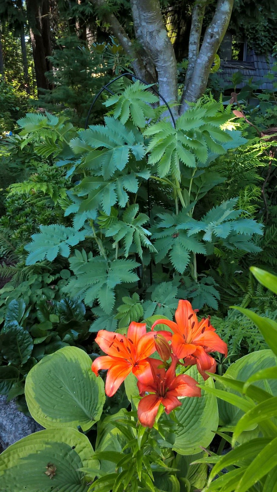 orange asiatic lilies