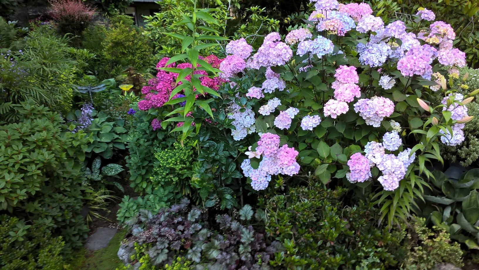 big leaf hydrangea