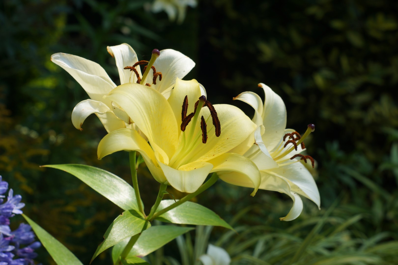 lily blossoms