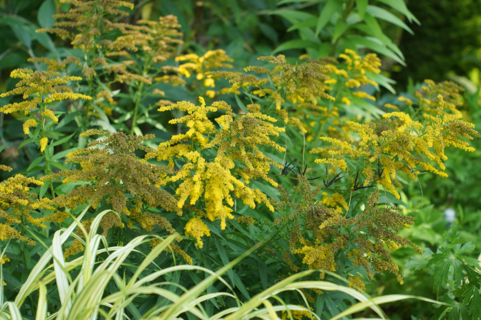 Goldenrod