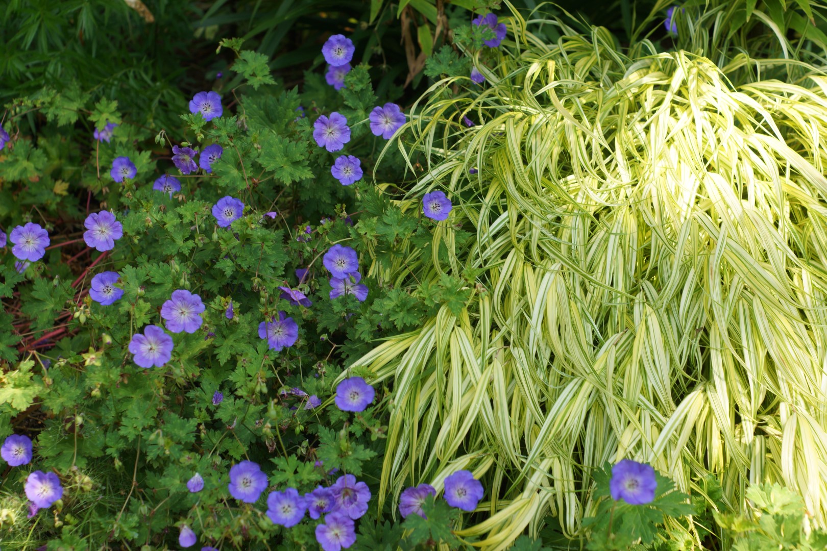 Japanese forest grass