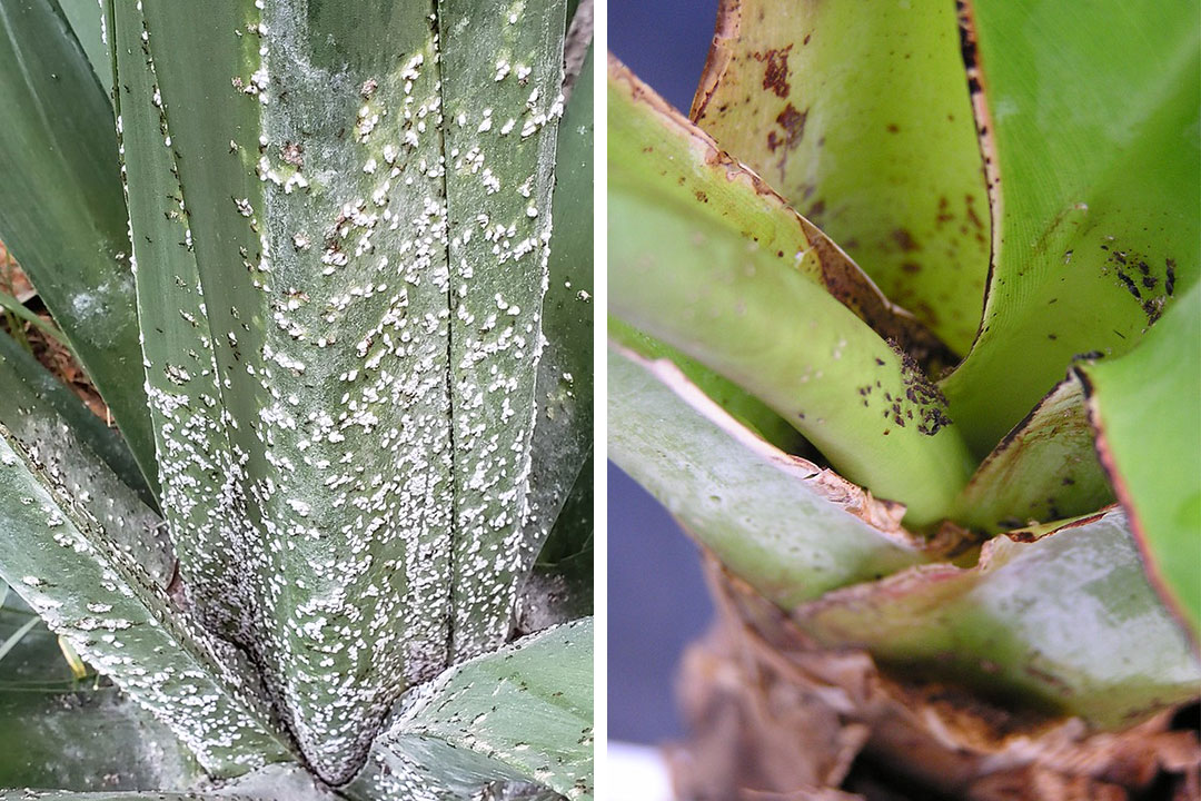 mealybugs and aphids