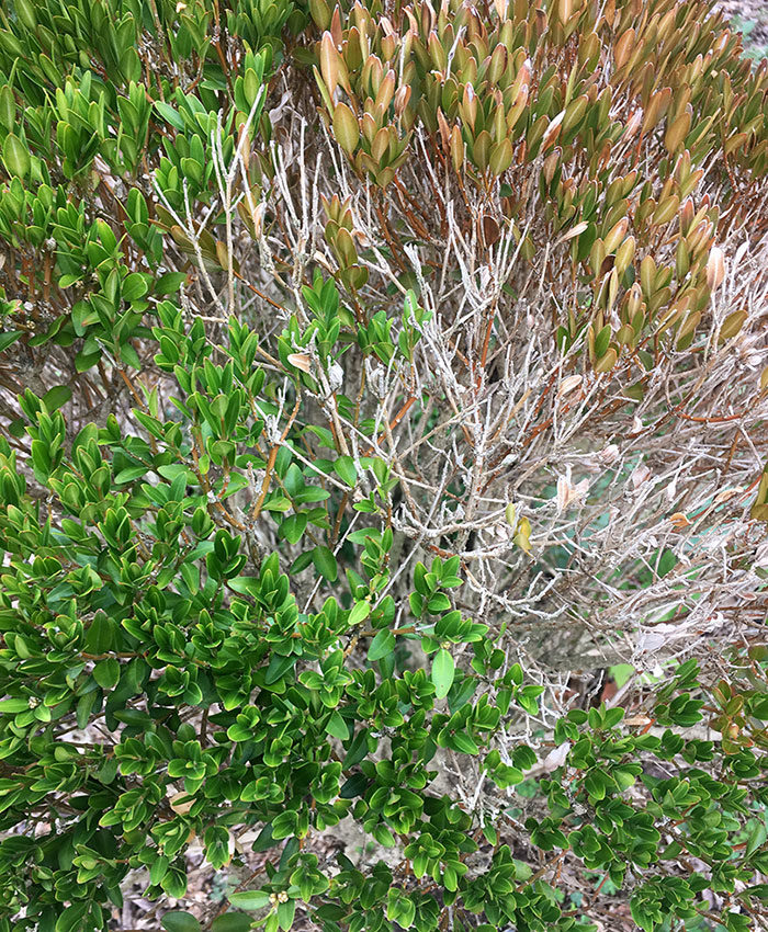 boxwood blight