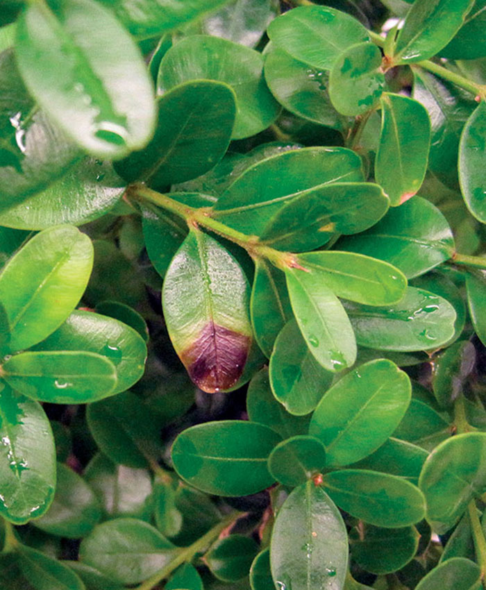 beginning of boxwood blight